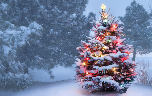 Bäume per Post versenden? Warum nicht. Immer mehr klassische Offline-Branchen entdecken den E-Commerce für sich, auch die Weihnachtsbaumverkäufer. 
