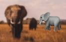 Ein Elefant in der Savanne