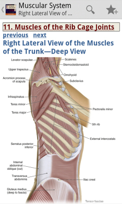 The Muscular System Manual - Die teuerste App des Amazon XMAS-Specials bringt Ihnen die Muskelstruktur des menschlichen Körper näher.