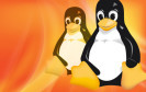Linux Tux Pinguin