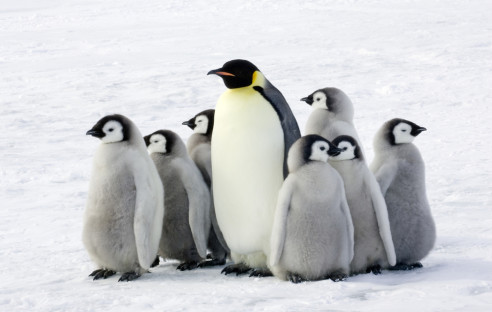 Pinguine im Eis