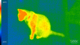 Katze im Wärmebild