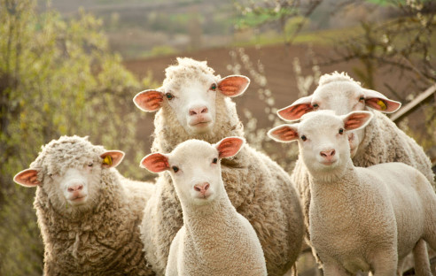 Das Internet der Schafe